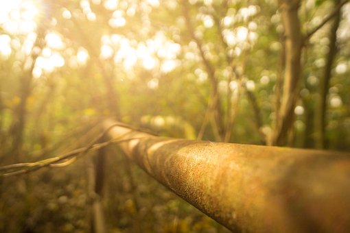 Free Forest Abandoned photo and picture