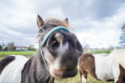 Free Horse Animal photo and picture