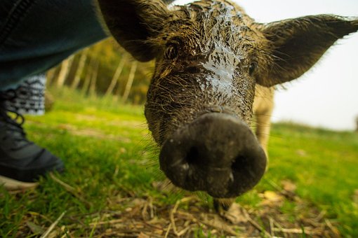 Free Pig Pork photo and picture