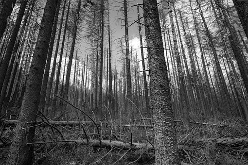 Free Trees Forest photo and picture