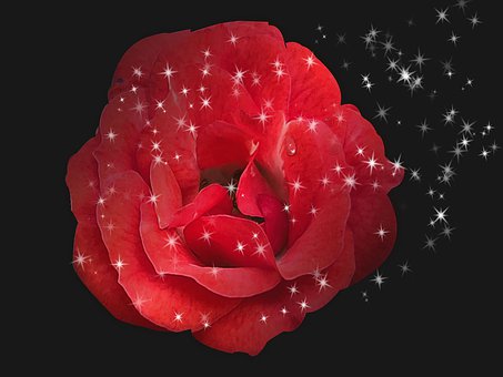Rose, Rot, Blume, Pflanze, Hochzeit