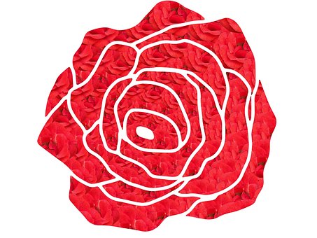 Rot, Blütenblatt, Blume, Rose, Liebe