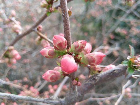 Free Spring Blossom photo and picture