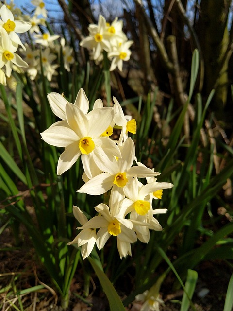 Free Jonquils Flowers photo and picture