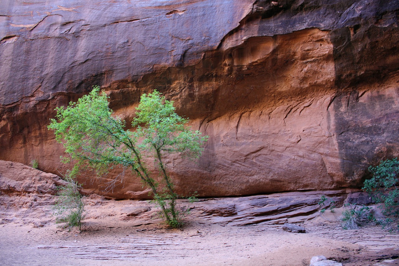 Desert Trees Utah Canyon Free photo on Pixabay Pixabay