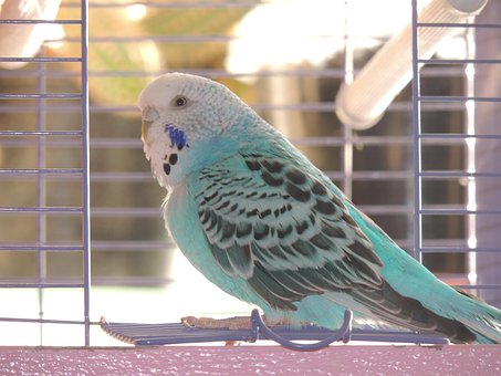 Free Budgerigar Bird photo and picture