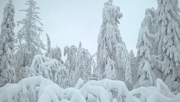 Free Snow Trees In The Snow photo and picture
