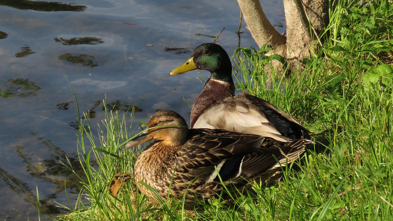 Birds Ducks Mallards - Free photo on Pixabay - Pixabay