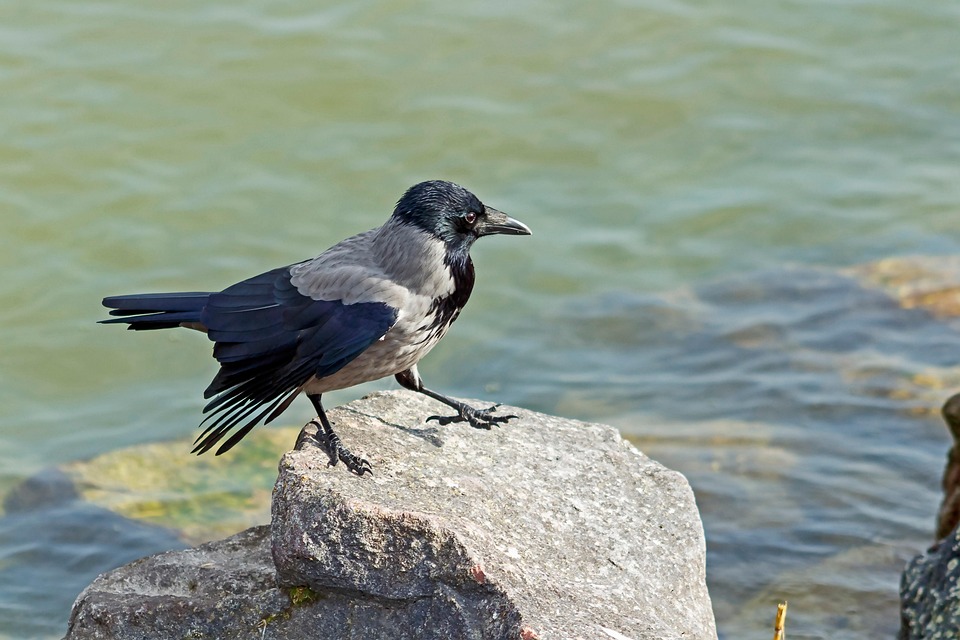 Crow Bird Rock - Free photo on Pixabay - Pixabay