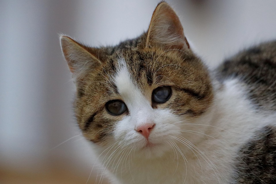 猫 肖像画 国内の猫 - Pixabayの無料写真 - Pixabay