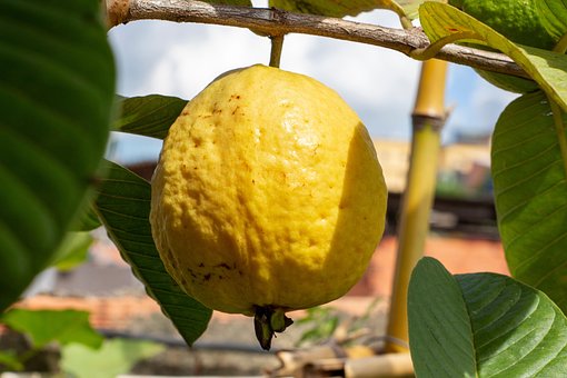 Free Guava Fruit photo and picture