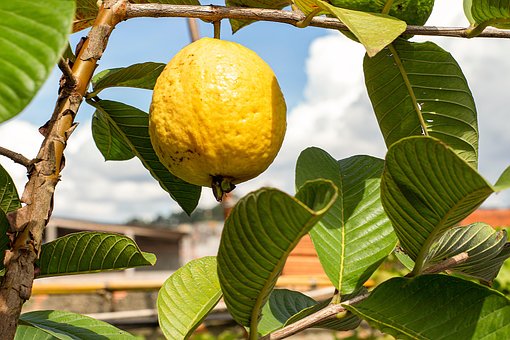 Free Guava Food photo and picture