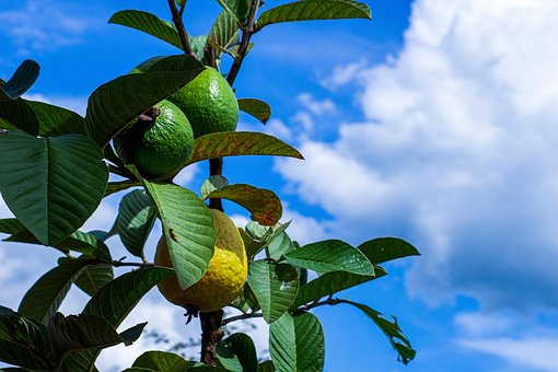 Free Guava Food photo and picture