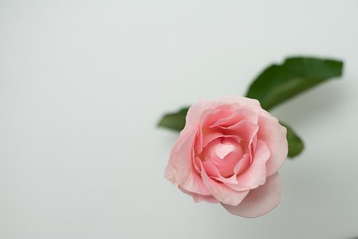 Rose, Blomst, Plante, Lyserød Rose, Smuk