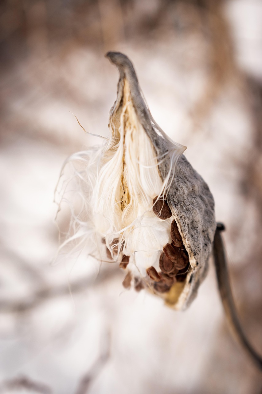 꽃 식물 연약한 - Pixabay의 무료 사진 - Pixabay