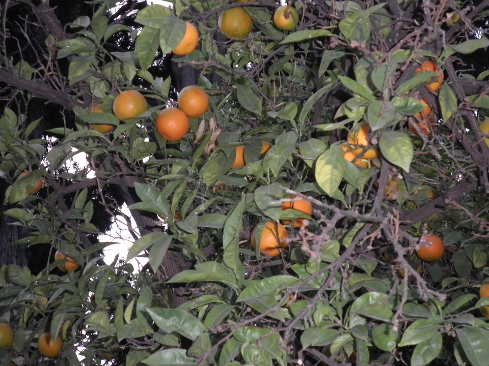 Orange Arbres Fruitiers Oranges Photo Gratuite Sur Pixabay Pixabay 