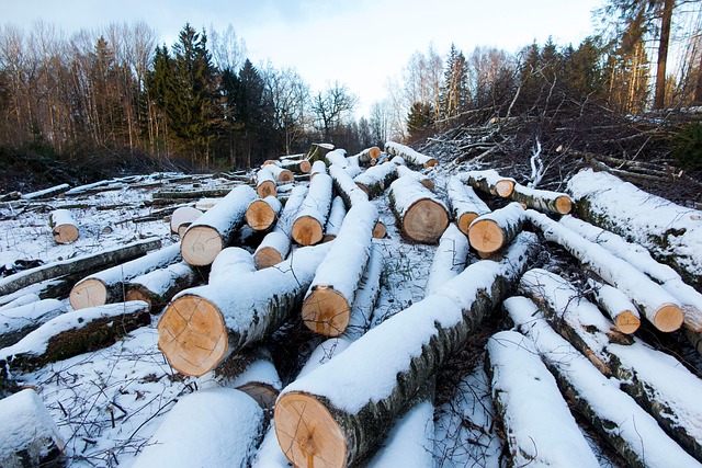 Free Timber Logs photo and picture