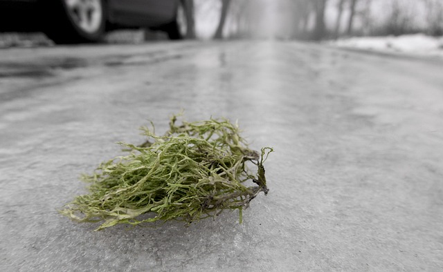 Free Moss Ice photo and picture