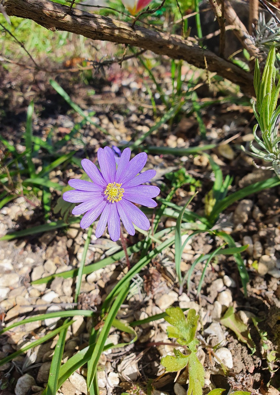 Wildflower Kukka Ilmainen Valokuva Pixabayssa Pixabay