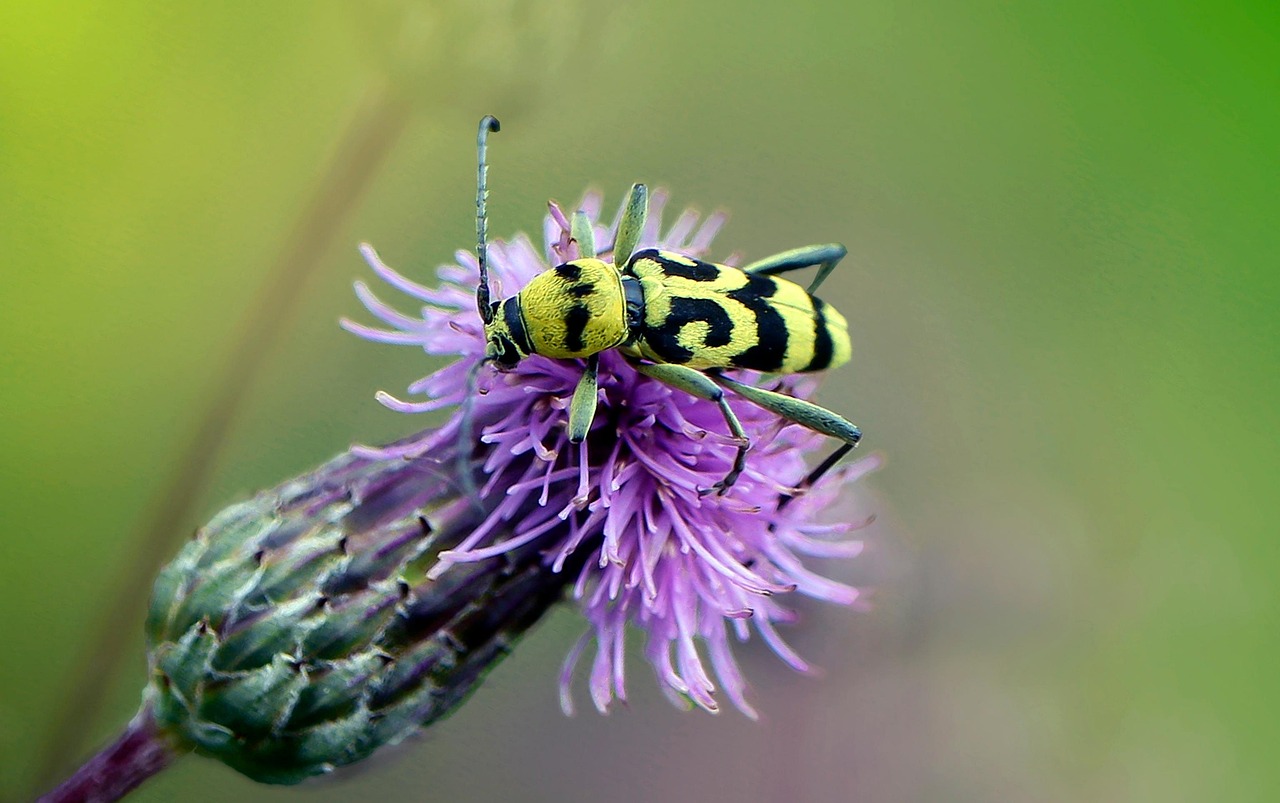 Cardo Insects Inseto Flor Cardo - Foto gratuita no Pixabay - Pixabay