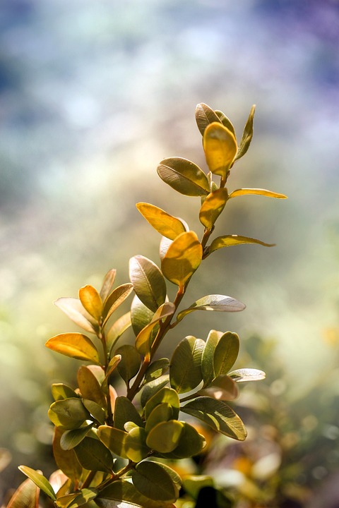 Boxwood Plant Foliage - Free photo on Pixabay - Pixabay
