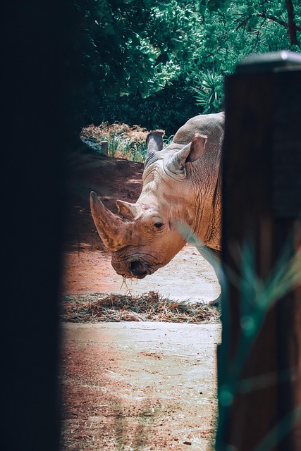Free Rhino Zoo photo and picture