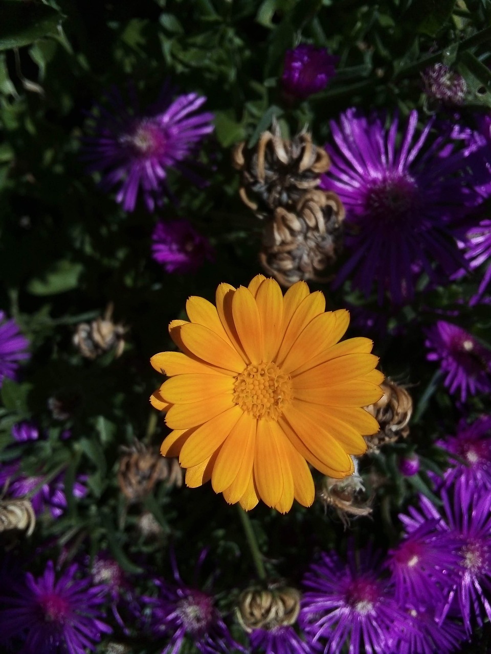 Nature Bloom Blossom - Free photo on Pixabay - Pixabay
