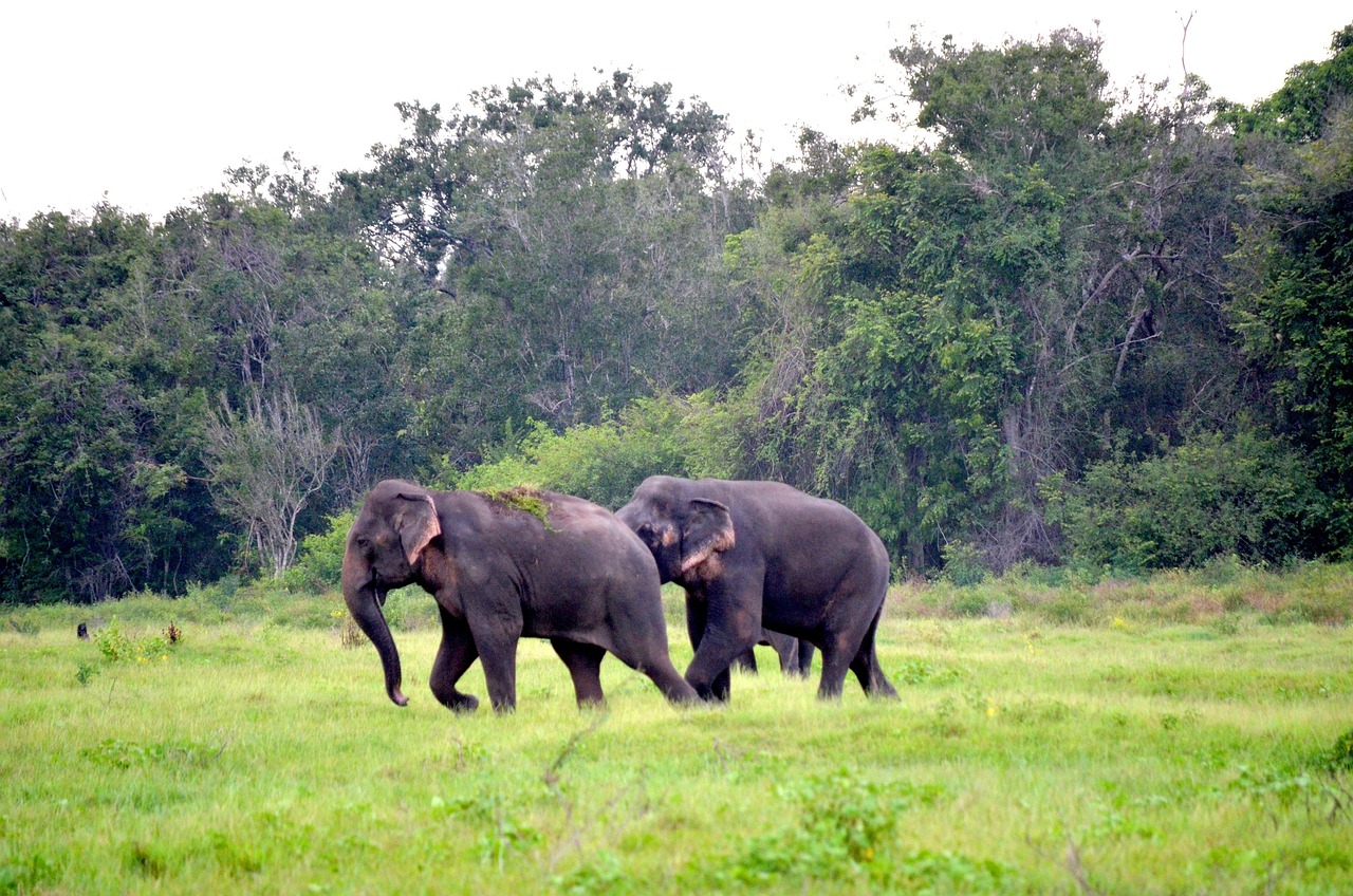 Elephants Grass Pasture Free photo on Pixabay Pixabay