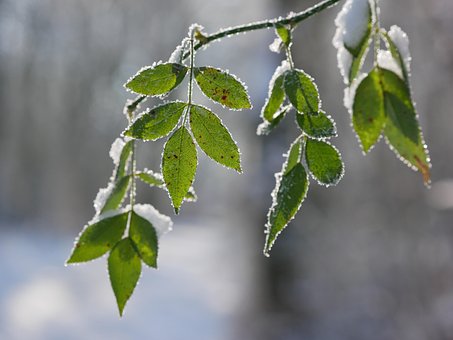Free Branch Leaf photo and picture