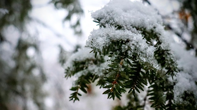 Free Pine Snow photo and picture