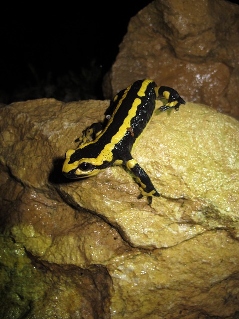 Free Spotted Salamander Savoie photo and picture