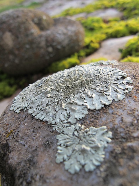 Free Lichen Pierre photo and picture