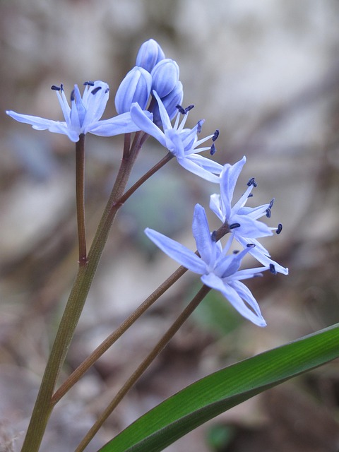 Free Two-Leaf Scilla Spring photo and picture