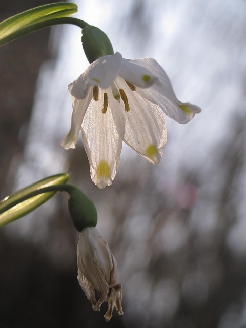 Free Niverolle Flower photo and picture