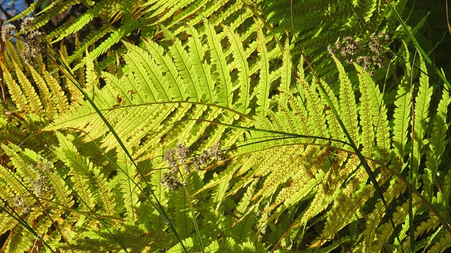 Free Fern Foliage photo and picture