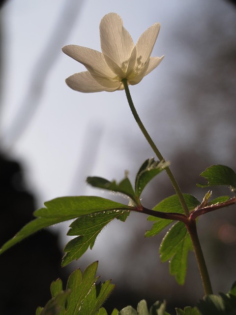 Free Wood Anemone Flower photo and picture