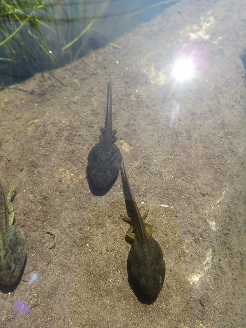 Free Common Frog Tadpole Amphibian photo and picture