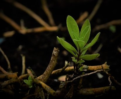 Free Drive Plant photo and picture