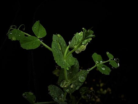 Free Leaves Green photo and picture