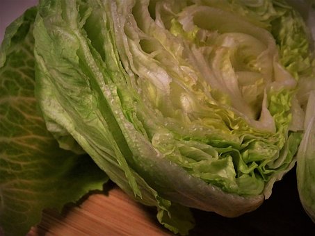 Free Lettuce Green photo and picture