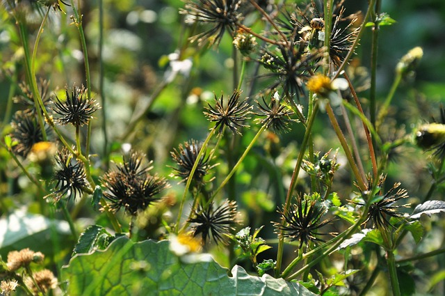 Free Plant Leaves photo and picture