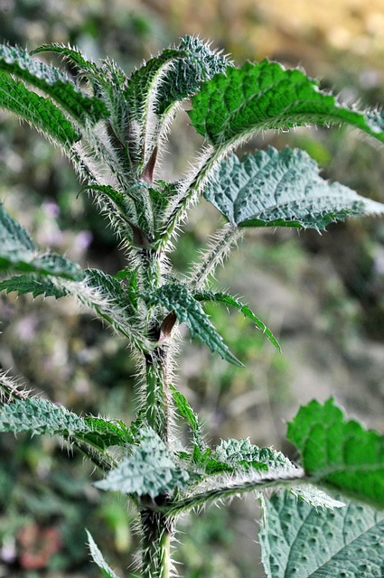 Free Cactus Plant photo and picture