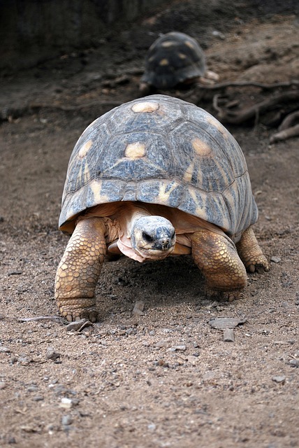 Free Turtle Tortoise photo and picture