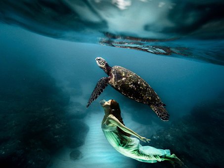 Free Animaux Mer photo and picture