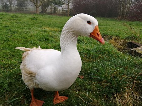 Free Goose Bird photo and picture