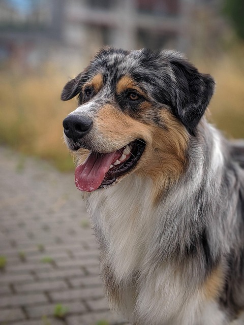 Australischer Hirte, Hund, Zunge