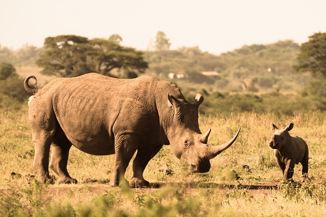 Free Rhino Calf photo and picture