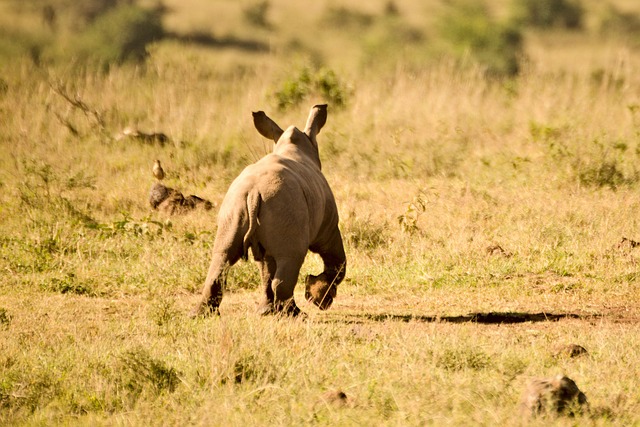 Free Rhino Calf photo and picture