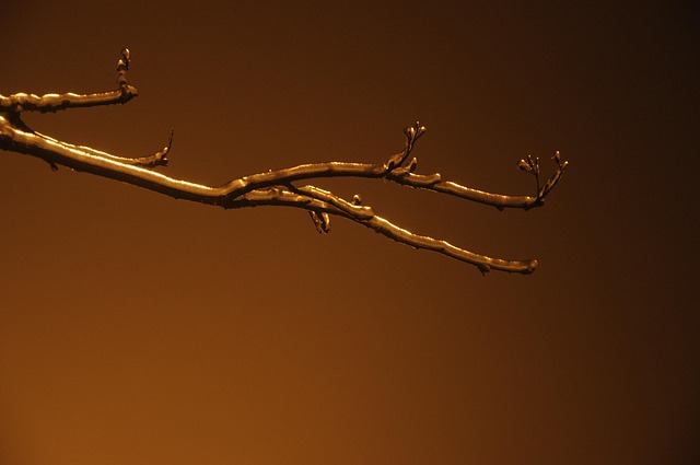 Ijs, Bevroren, Branch, Winter, Vorst