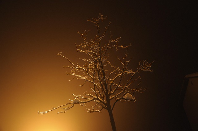 Softijs, Winter, Boom, Vorst
